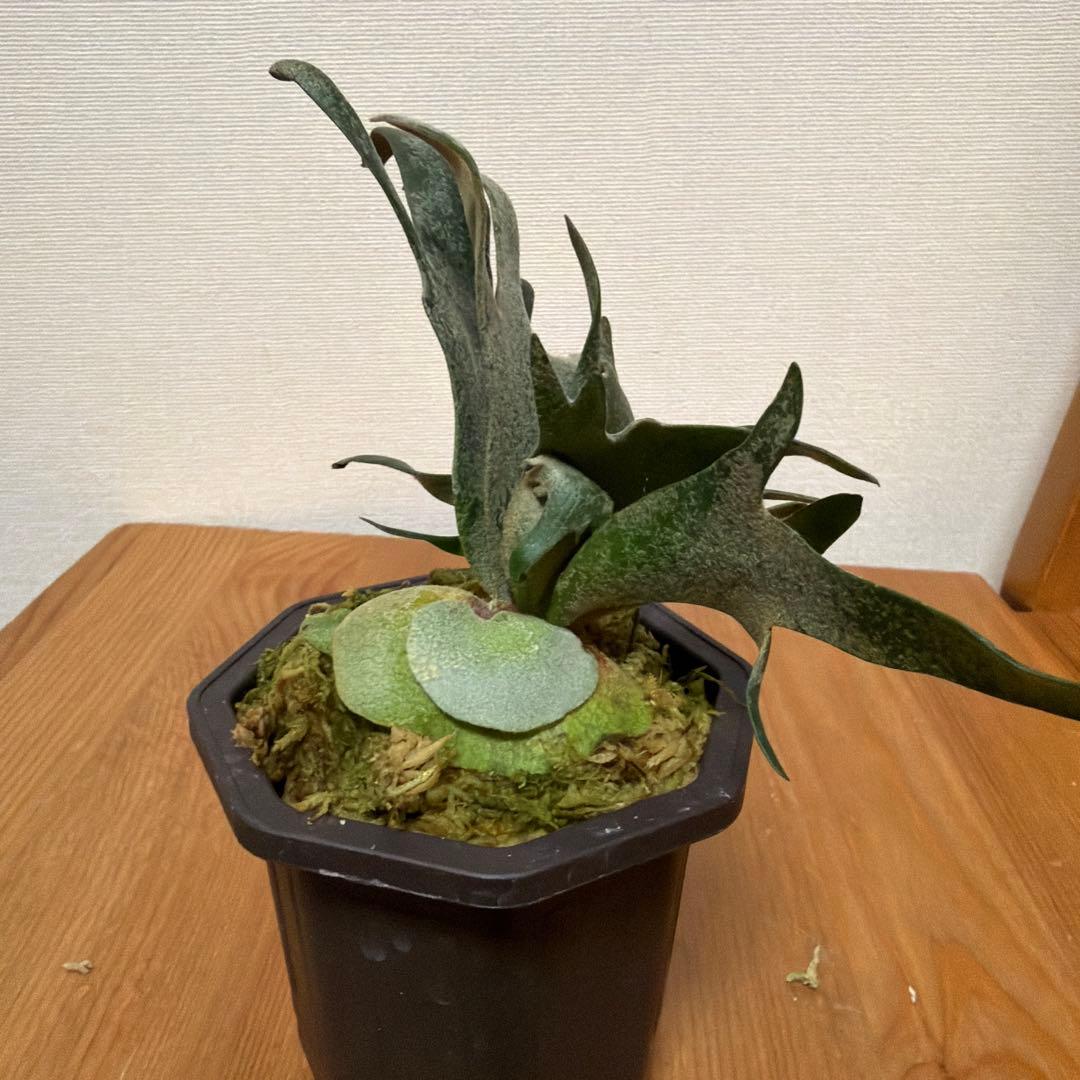 ＊P. Willinckii Jade Girl SP＊