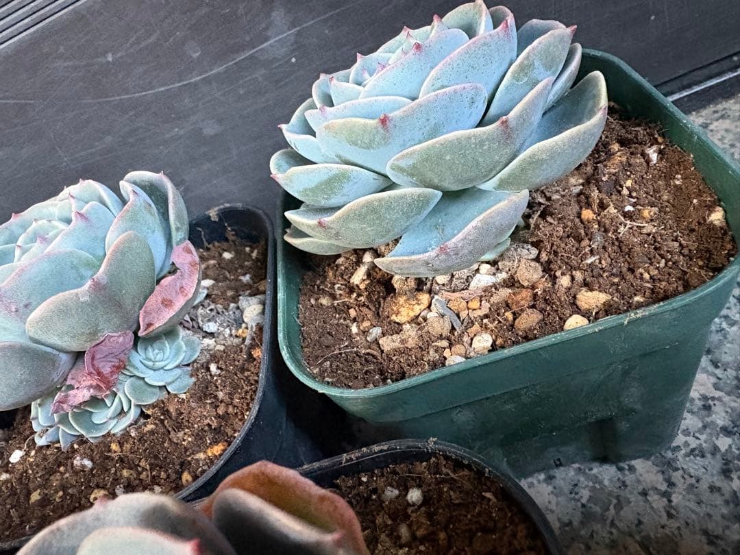 多肉植物　七福神