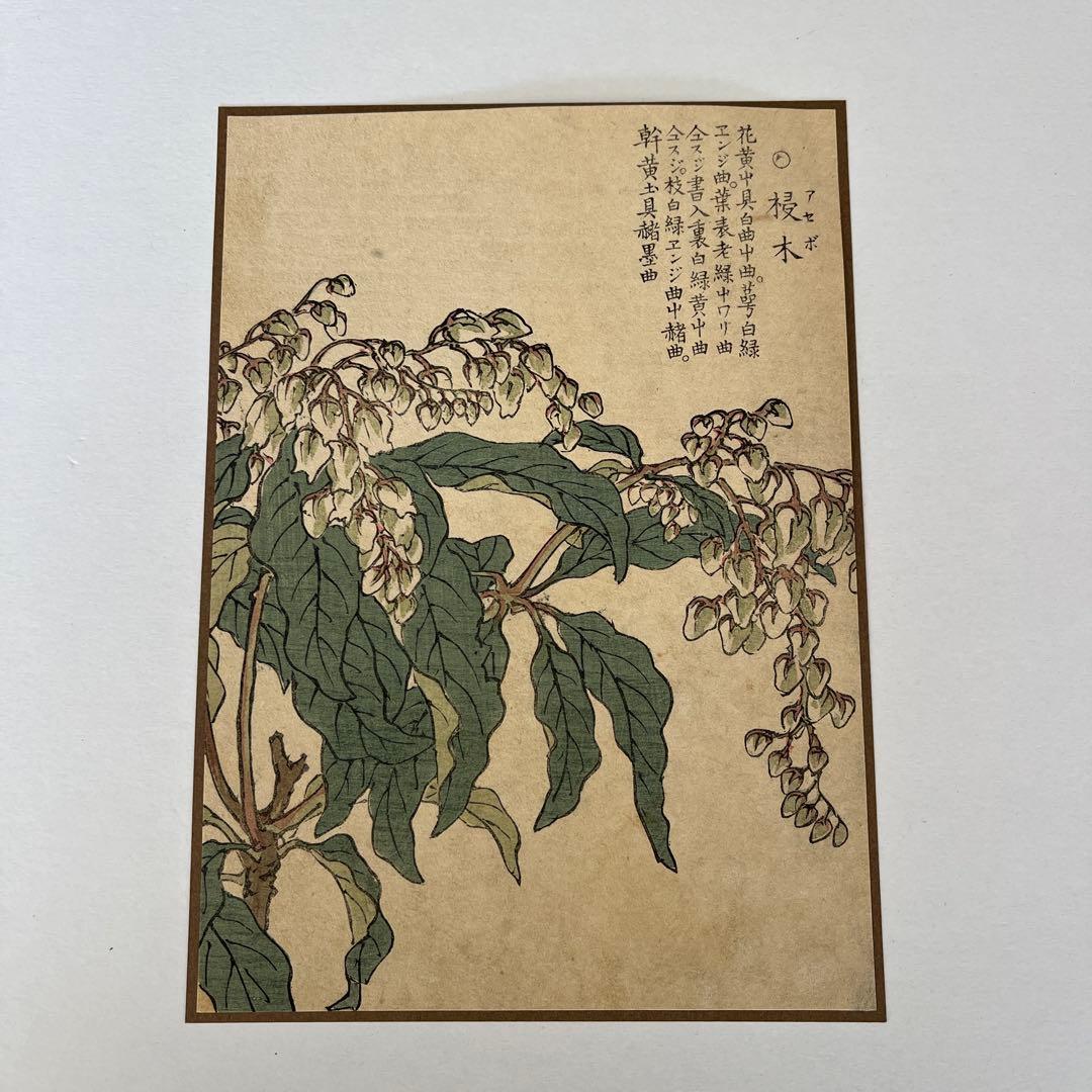 てっさい堂アンティーク版画　植物 3枚セット