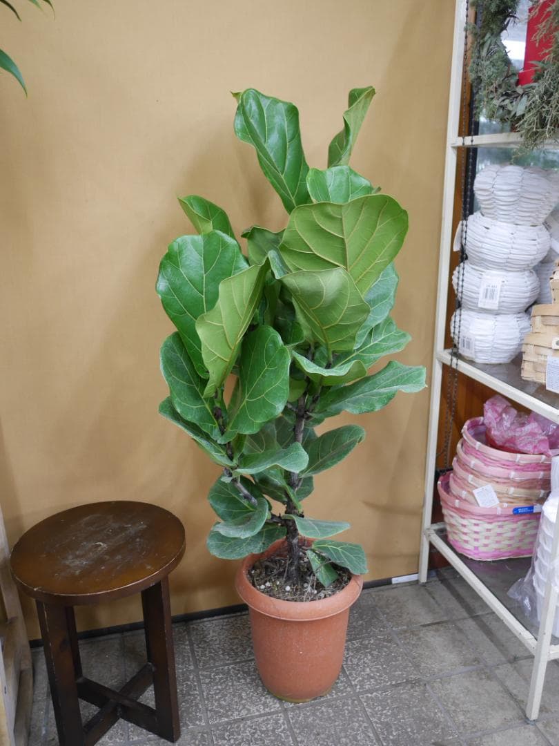 フィカス　カシワバゴムの木　観葉植物　8号　約115センチ